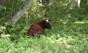 Корова Гунтарса Бертхолдса. Сейчас в Курземе мало кто держит скот
