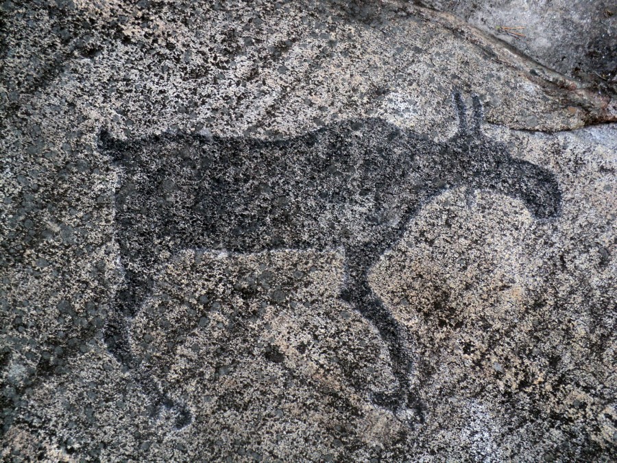 Какая птица на петроглифах чаще изображена беломорских. Беломорские петроглифы в карелии. Петроглифы карелии залавруга. Какая птица на петроглифах чаще изображена беломорских. Пудож карелия петроглифы.